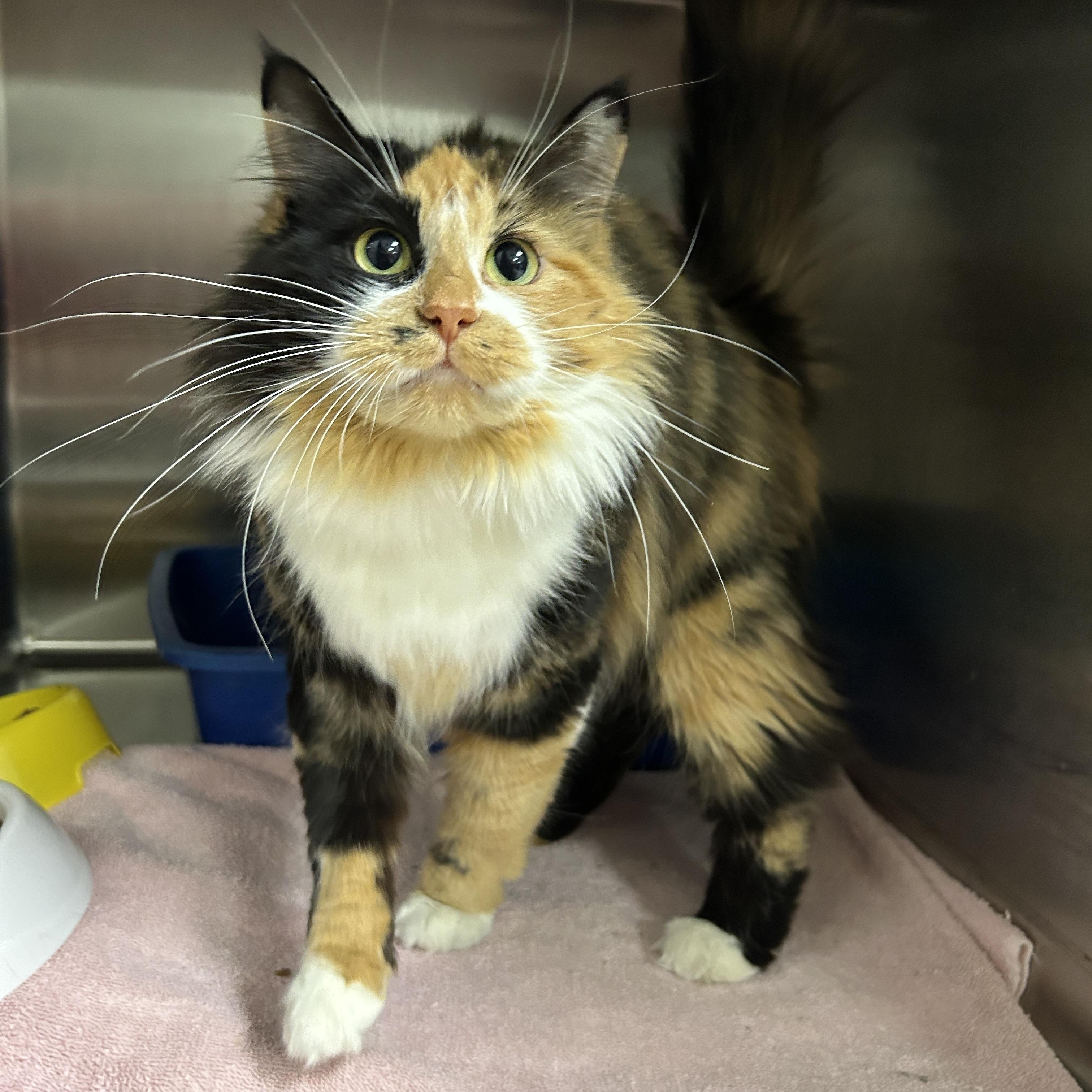 Flan, adopted, Adult Female Calico.