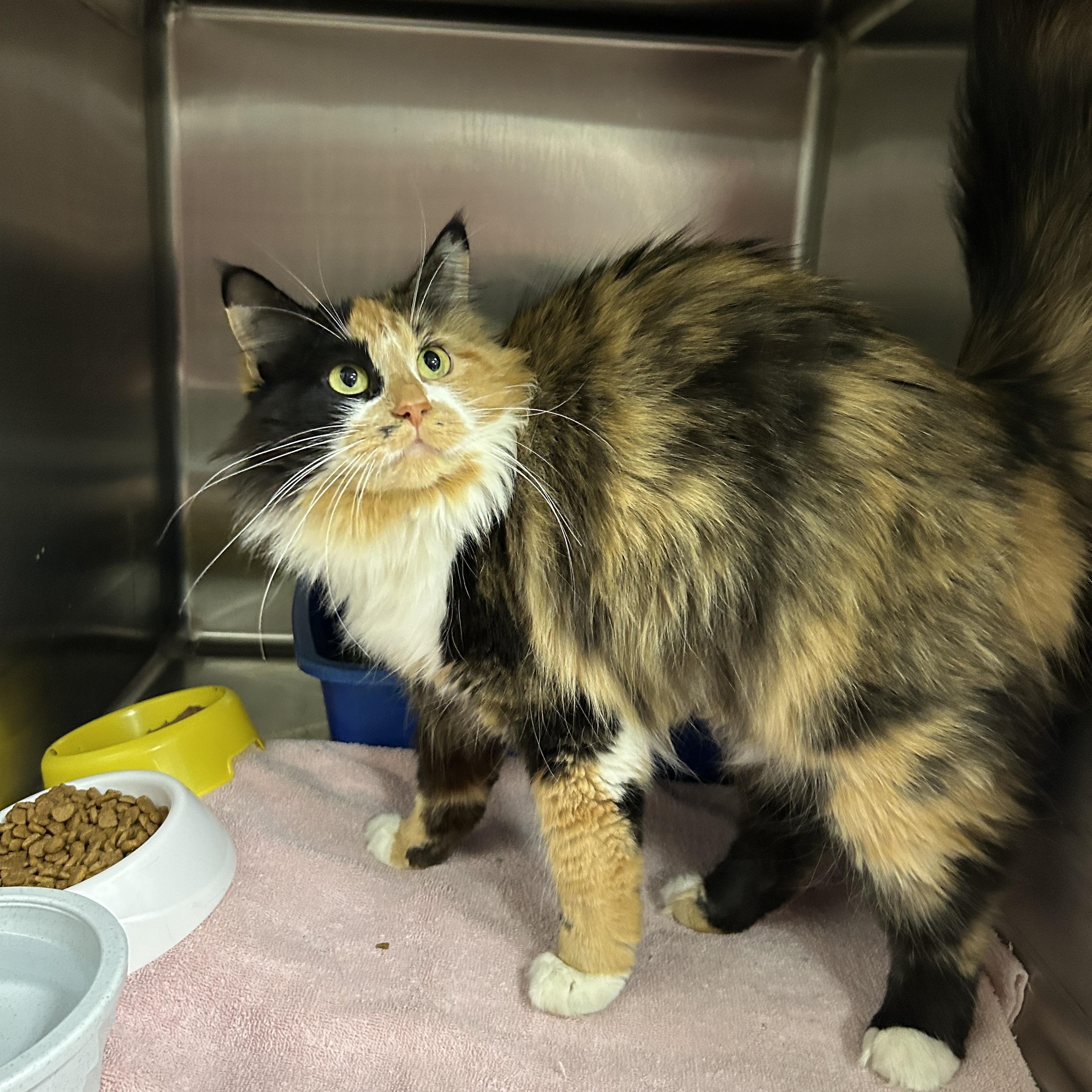 Enlarge Flan, an adopted Calico in La Grange Park, IL image 2/5