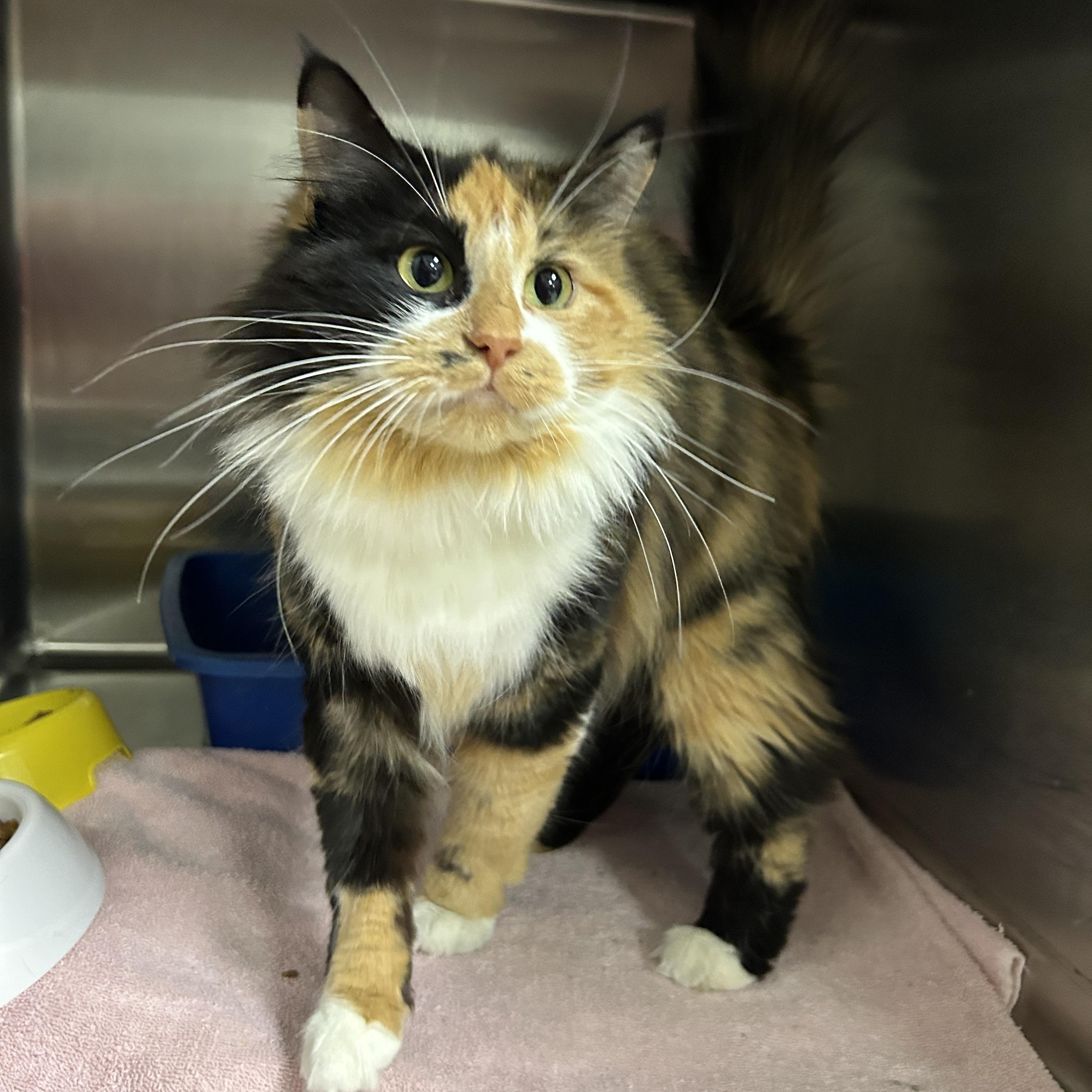 Enlarge Flan, an adopted Calico in La Grange Park, IL image 3/5