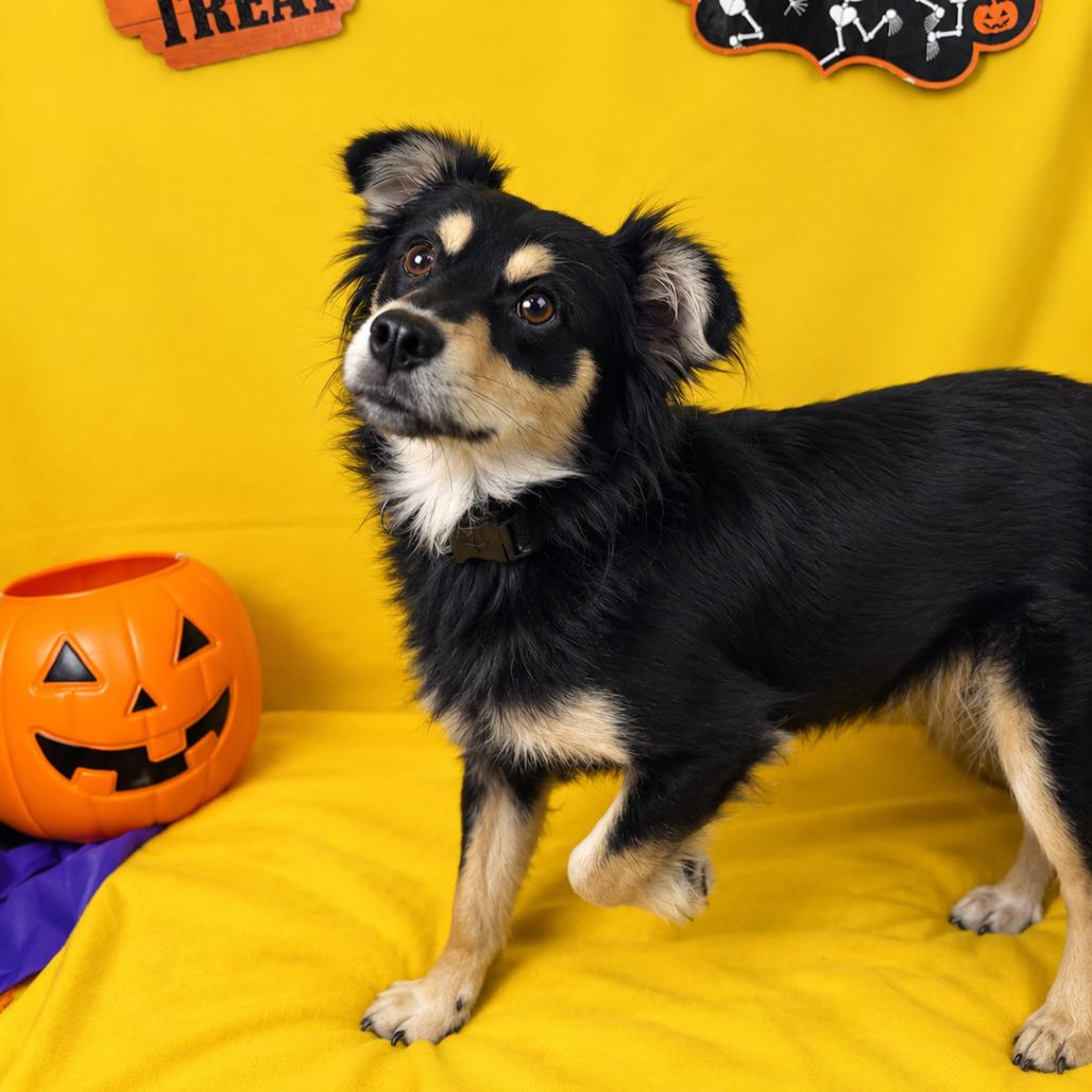 Enlarge Chaos, a Adoptable Terrier in Fresno, CA image 1/2