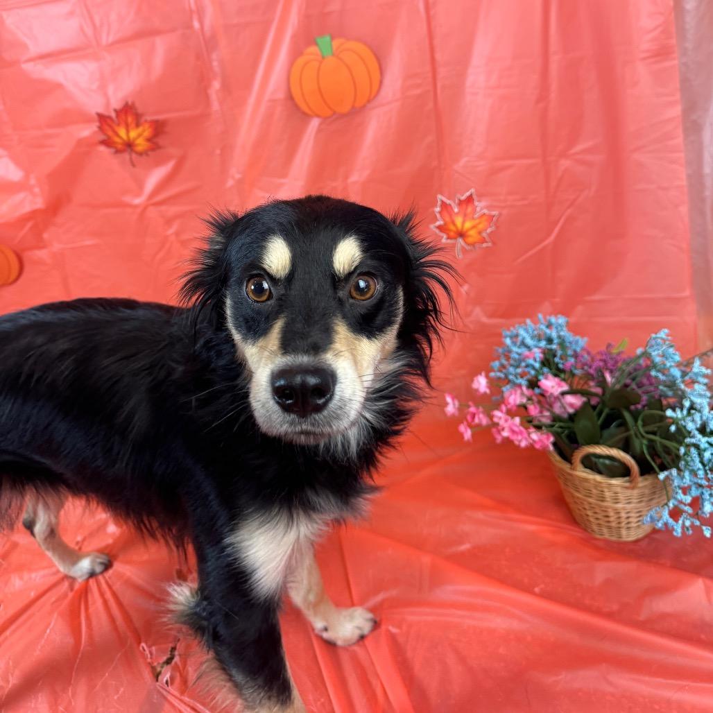 Enlarge Chaos, a Adoptable Terrier in Fresno, CA image 2/2