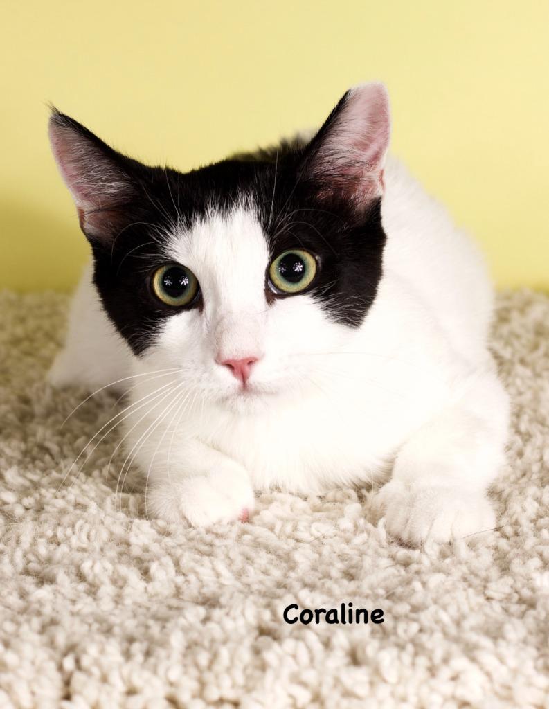 Coraline, Adoptable, Kitten Female Domestic Short Hair.