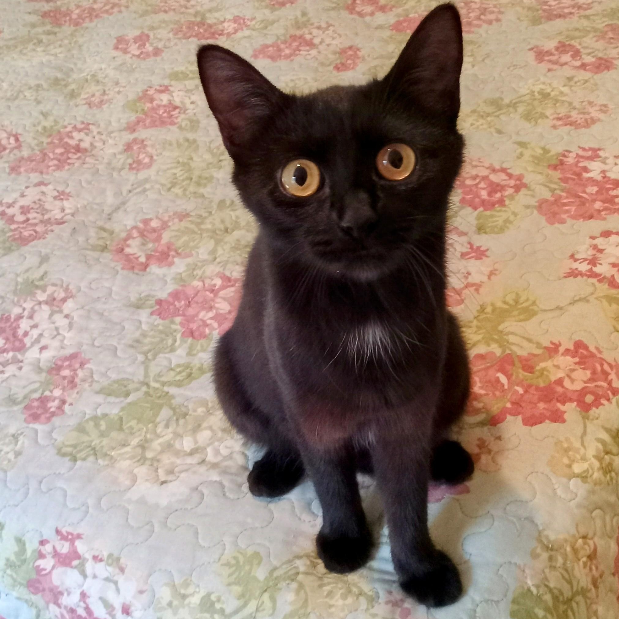 Ayla, a ADOPTABLE Domestic Short Hair in Grifton, NC image 3/5