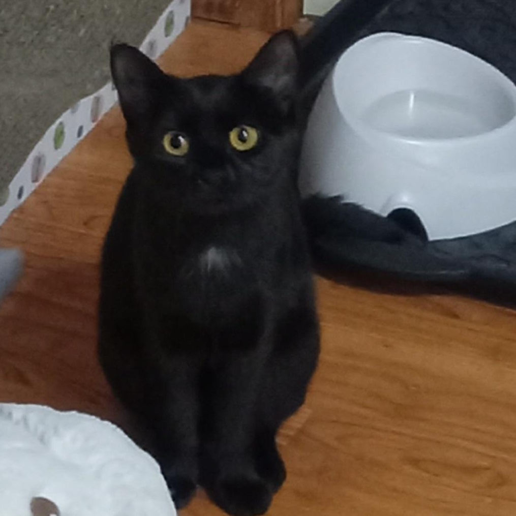 Ayla, a ADOPTABLE Domestic Short Hair in Grifton, NC image 2/5