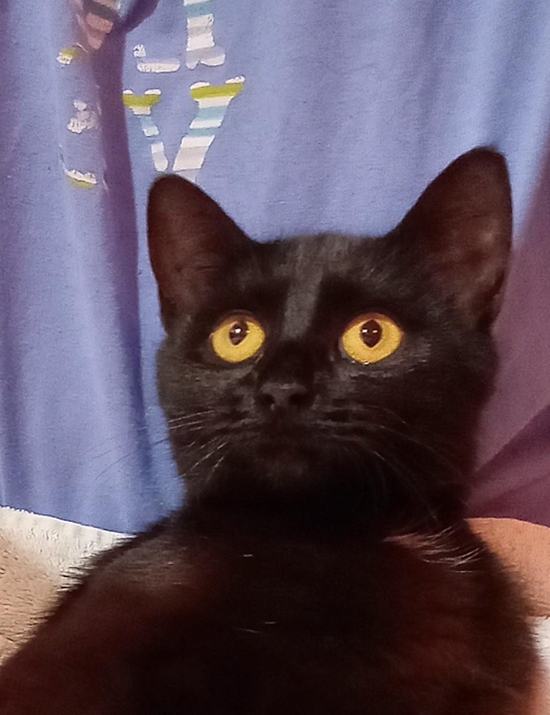Ayla, a ADOPTABLE Domestic Short Hair in Grifton, NC image 4/5