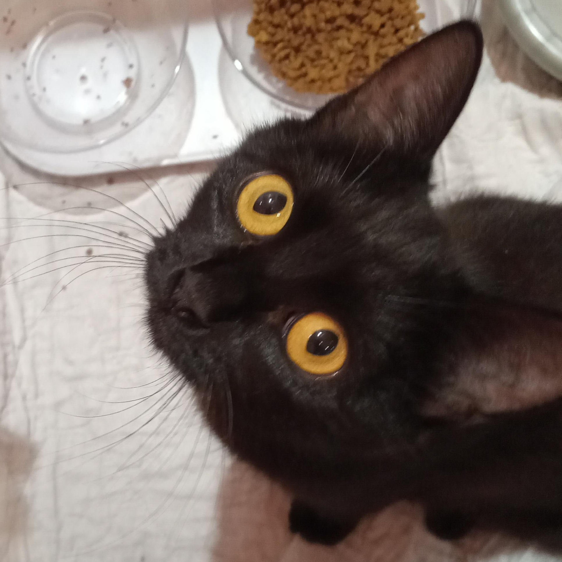 Ayla, a ADOPTABLE Domestic Short Hair in Grifton, NC image 1/5