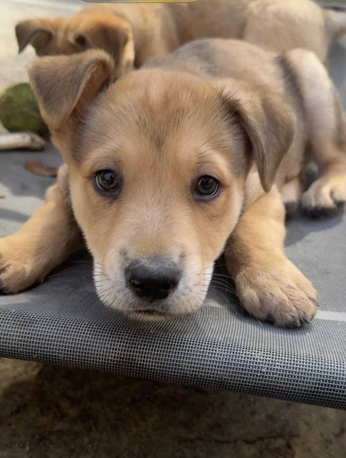 Lucas, ADOPTABLE, Puppy Male Mixed Breed.