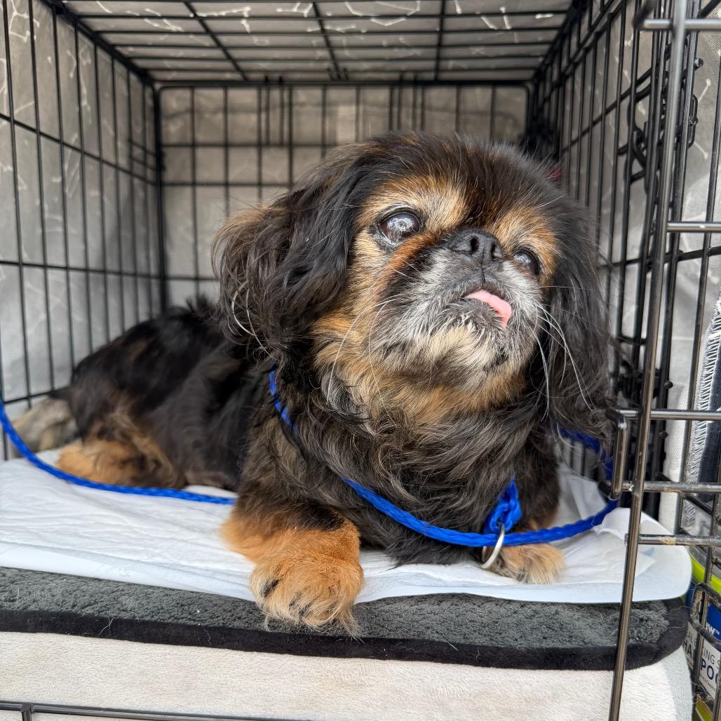 Edna, Adoptable, Senior Female Pekingese & Mixed Breed.
