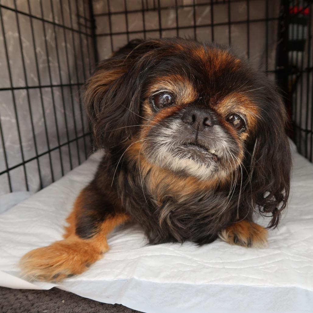 Edna, a Adoptable mixed breed in Pearland, TX image 2/6