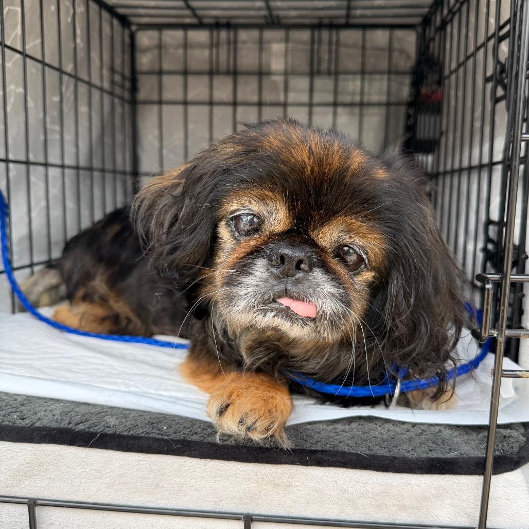 Edna, a Adoptable mixed breed in Pearland, TX image 3/6