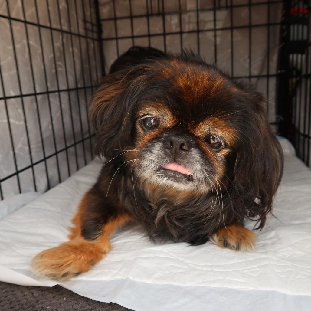 Edna, a Adoptable mixed breed in Pearland, TX image 4/6