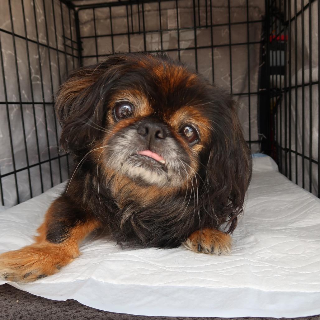 Edna, a Adoptable mixed breed in Pearland, TX image 5/6