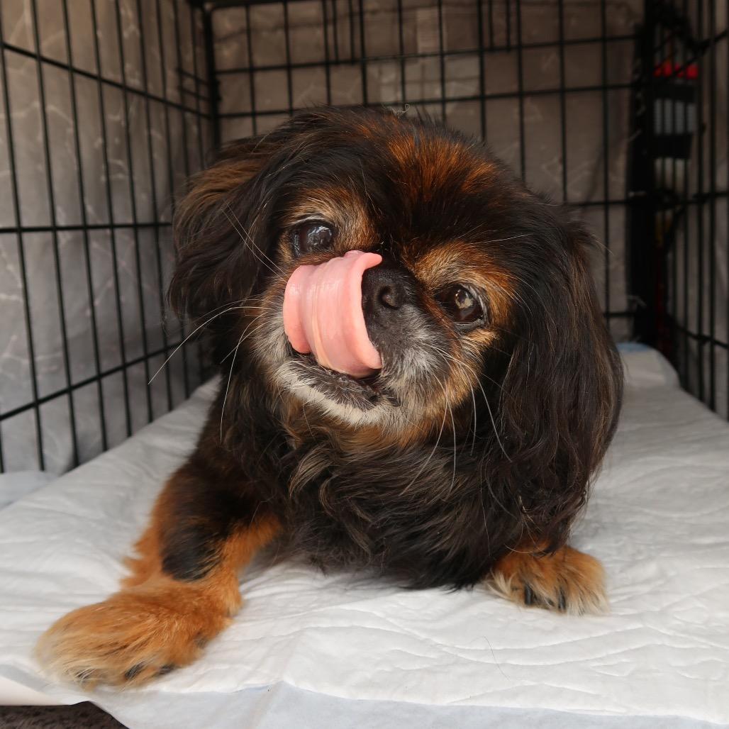 Edna, a Adoptable mixed breed in Pearland, TX image 6/6