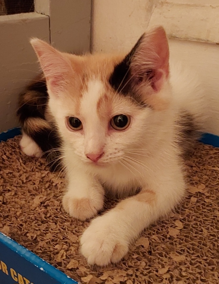 Enlarge Marigold, a Adoptable Calico in Chicago, IL image 2/2