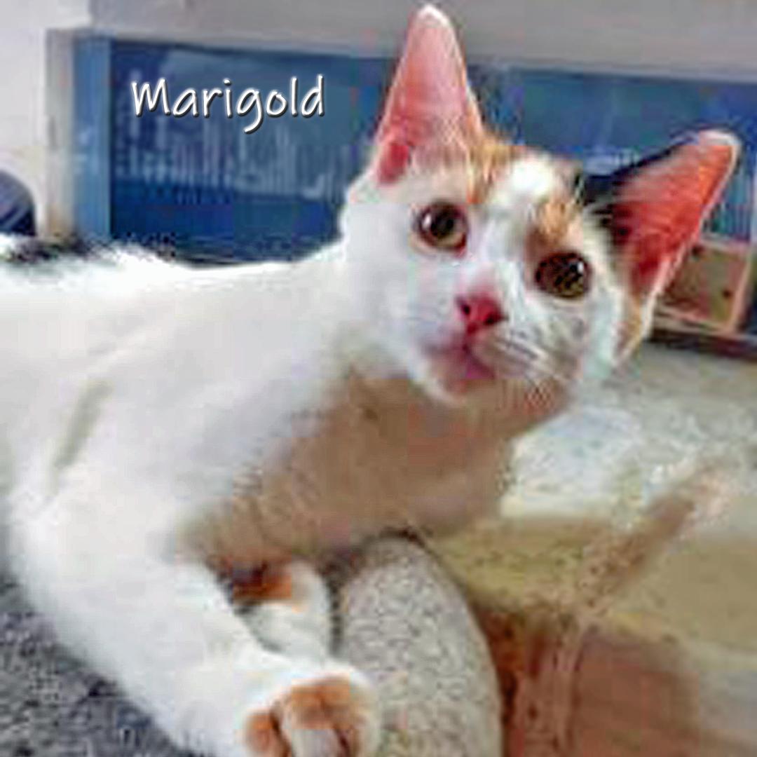 Marigold, Adoptable, Kitten Female Calico.