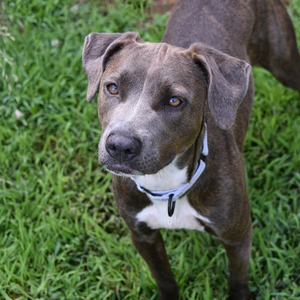 Pearl, Adoptable, Young Female Pit Bull Terrier.