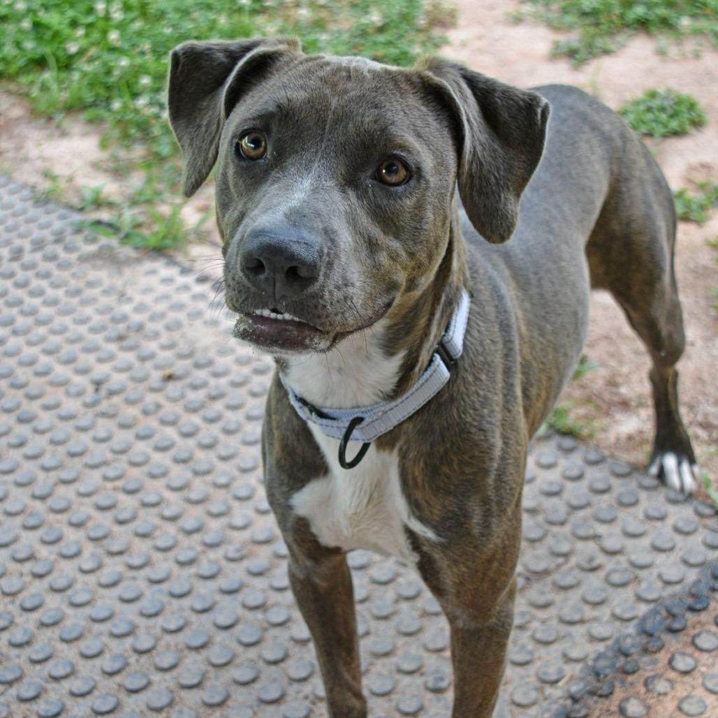 Pearl, a Adoptable Pit Bull Terrier in Columbus, NC image 2/4