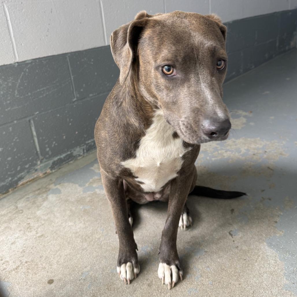Pearl, a Adoptable Pit Bull Terrier in Columbus, NC image 3/4