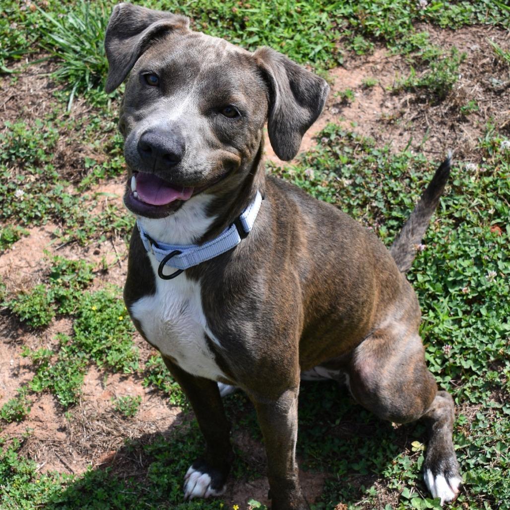 Pearl, a Adoptable Pit Bull Terrier in Columbus, NC image 4/4