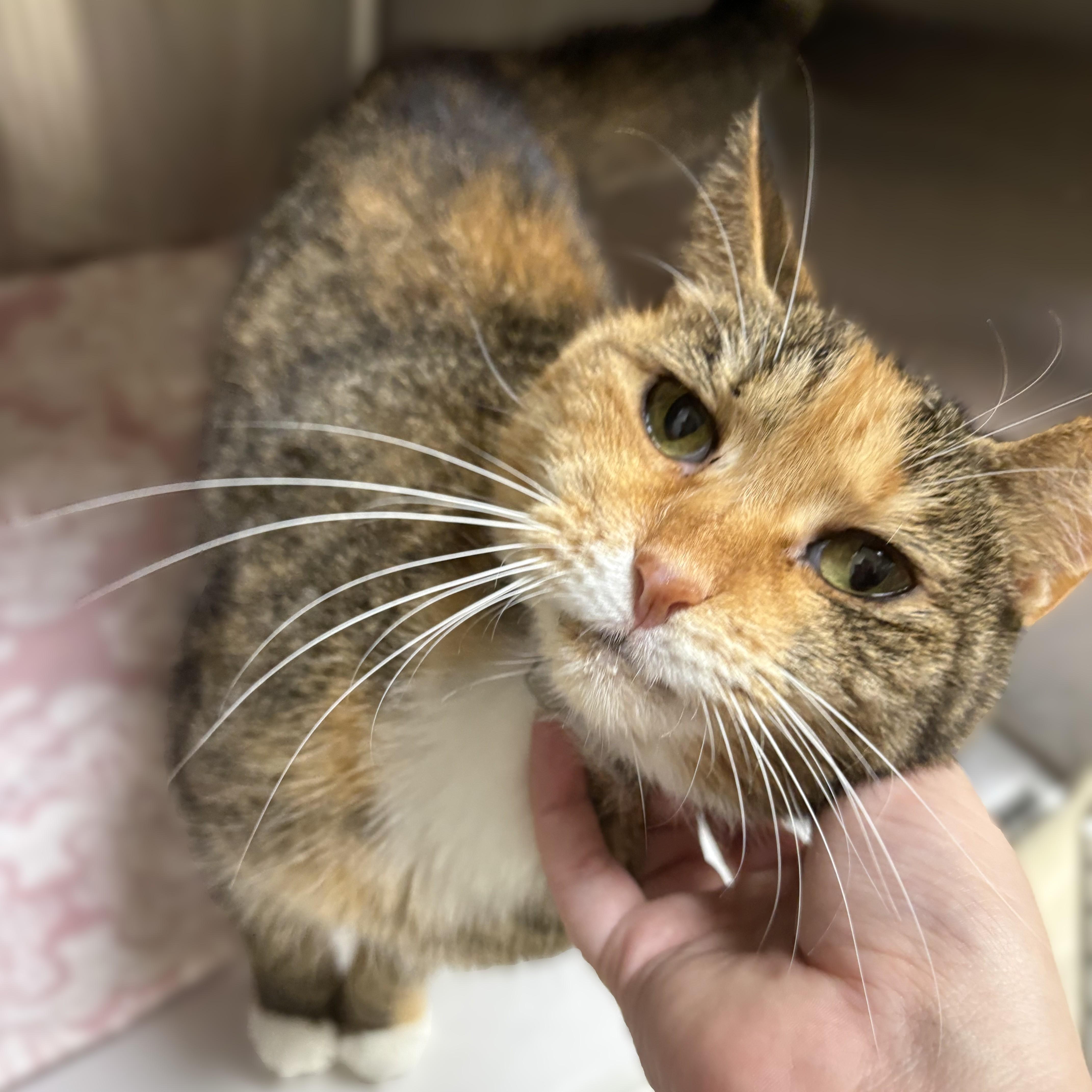 Anastasia- 53555, a ADOPTABLE Domestic Short Hair in Columbia, MD image 3/3