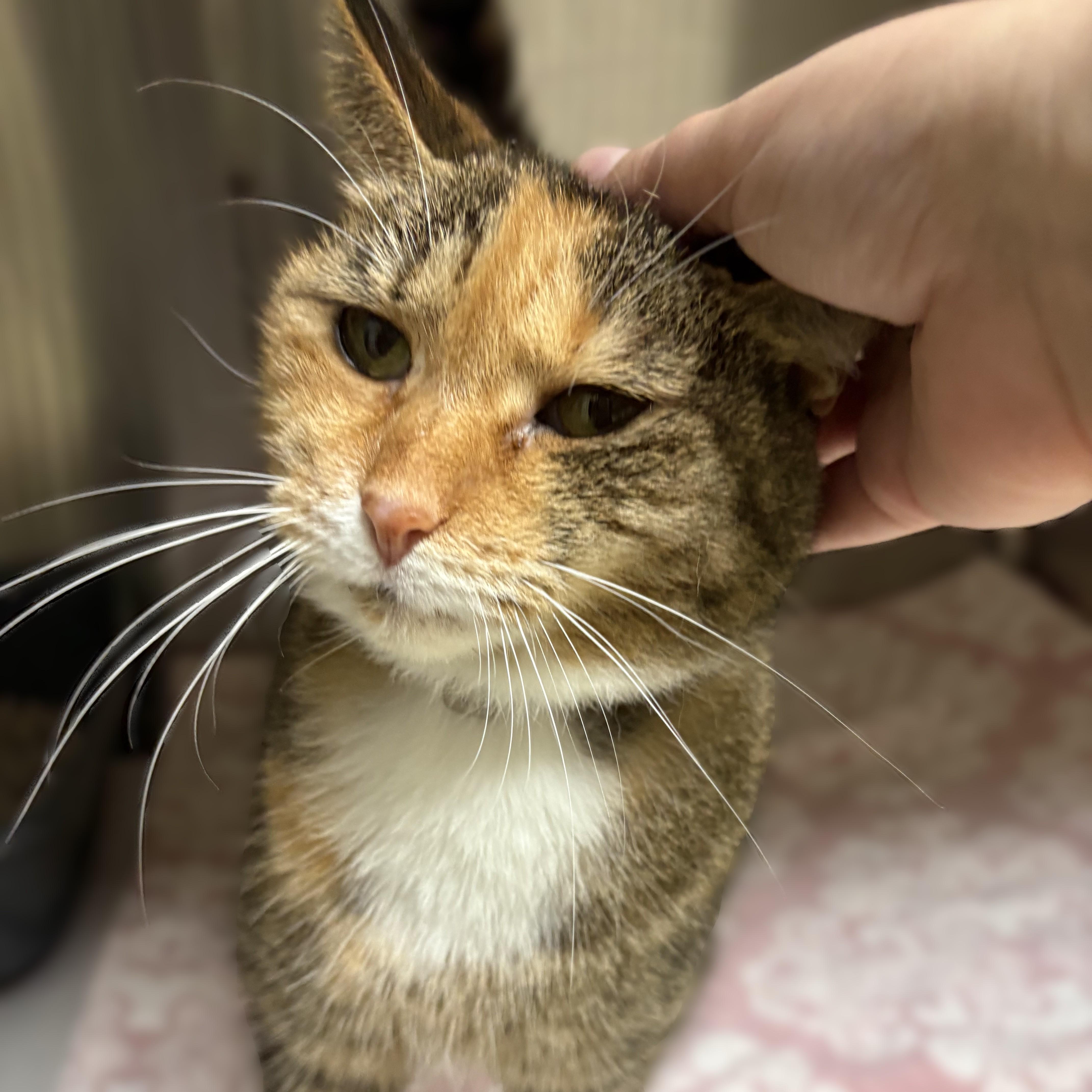 Anastasia- 53555, ADOPTABLE, Senior Female Domestic Short Hair.