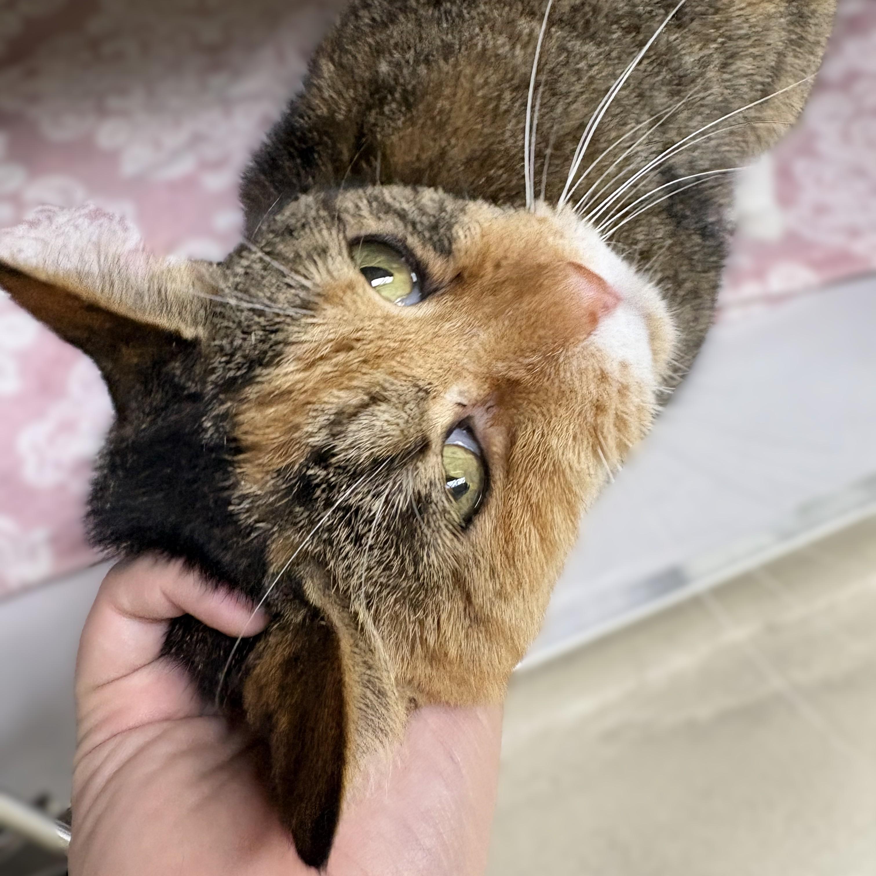 Anastasia- 53555, a ADOPTABLE Domestic Short Hair in Columbia, MD image 2/3