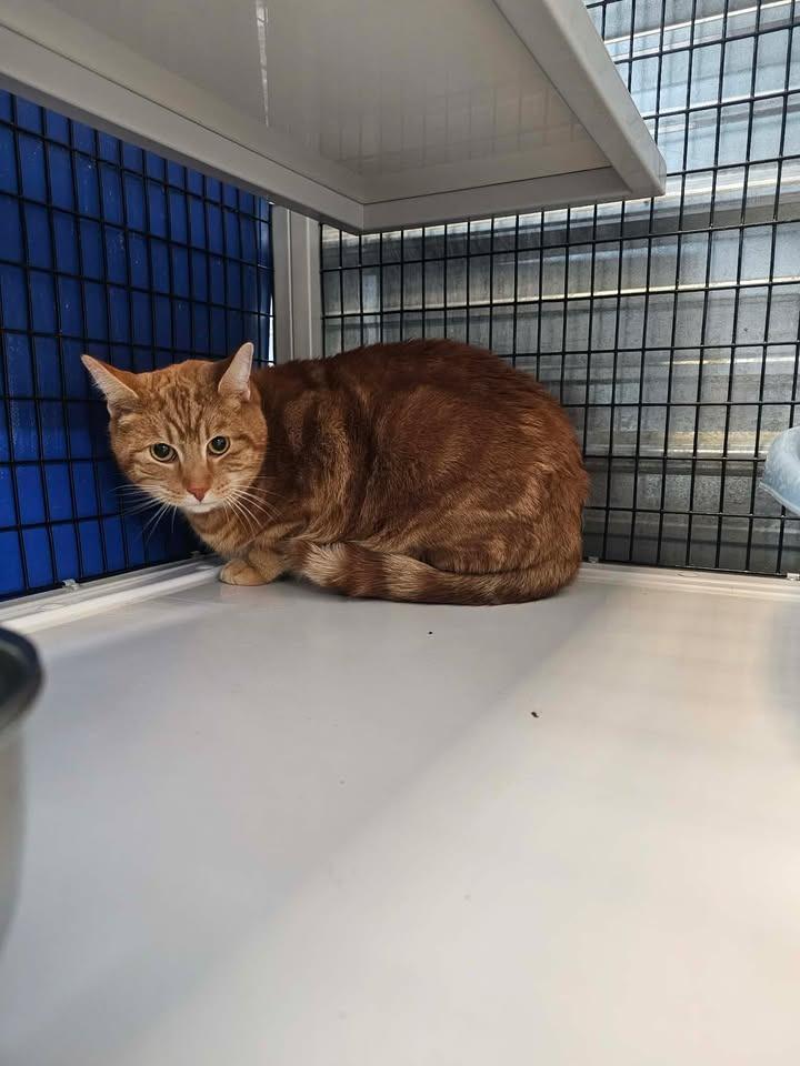 Enlarge Jamie, a Adoptable mixed breed in Shelbyville, TN image 1/1