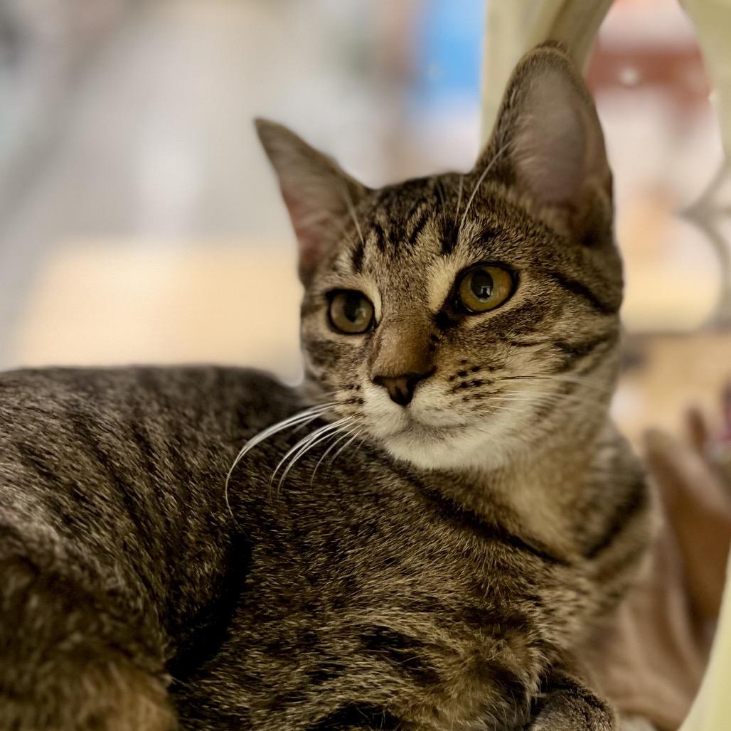 Precious (and Prince), Adoptable, Young Female Domestic Short Hair.