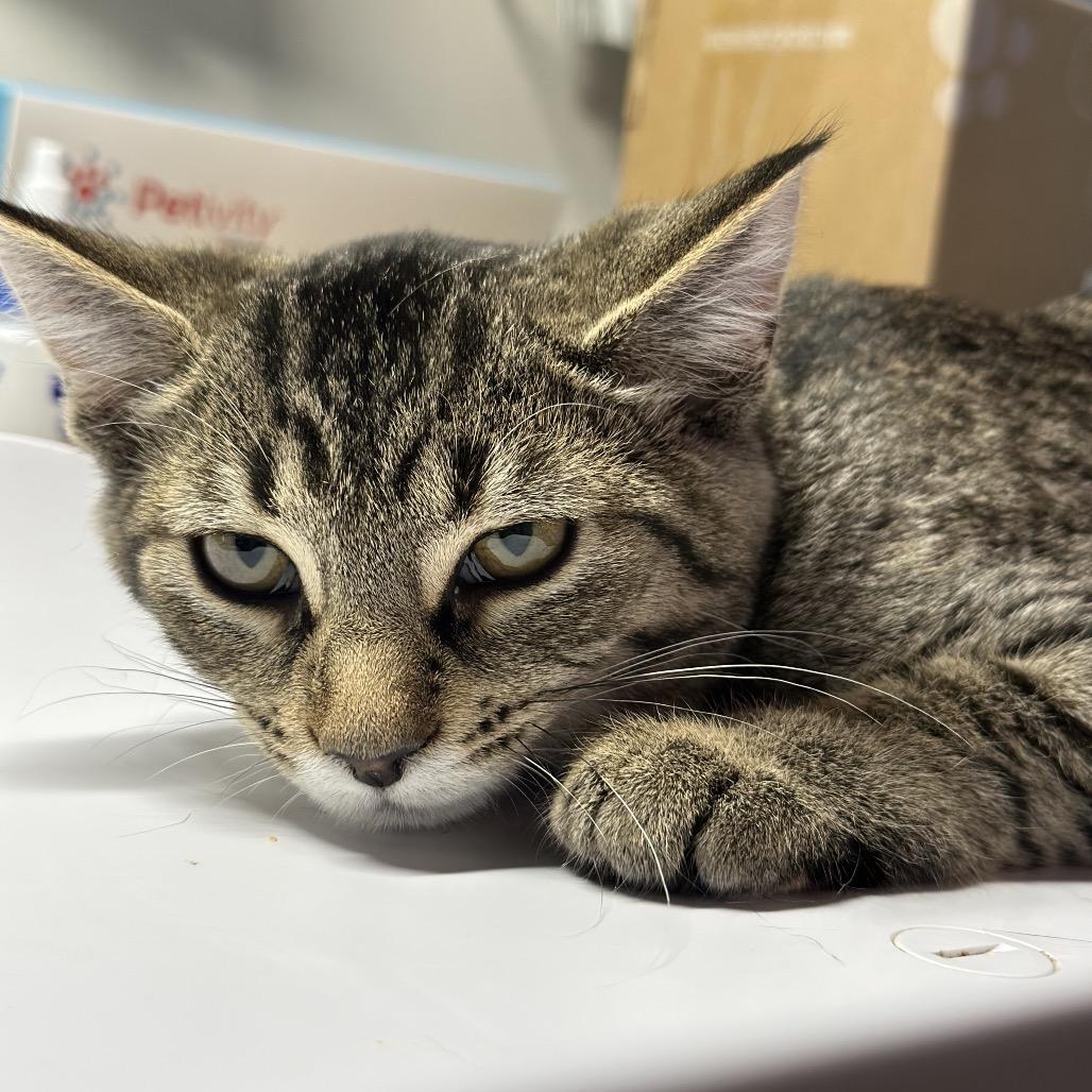 Enlarge Precious (and Prince), a Adoptable Domestic Short Hair in Mount Laurel, NJ image 2/3