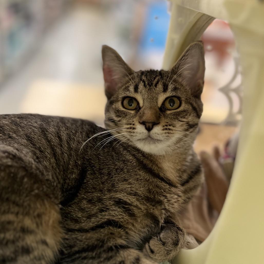 Enlarge Precious (and Prince), a Adoptable Domestic Short Hair in Mount Laurel, NJ image 3/3