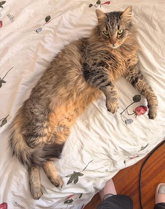 Brady, adopted, Adult Male Domestic Short Hair.