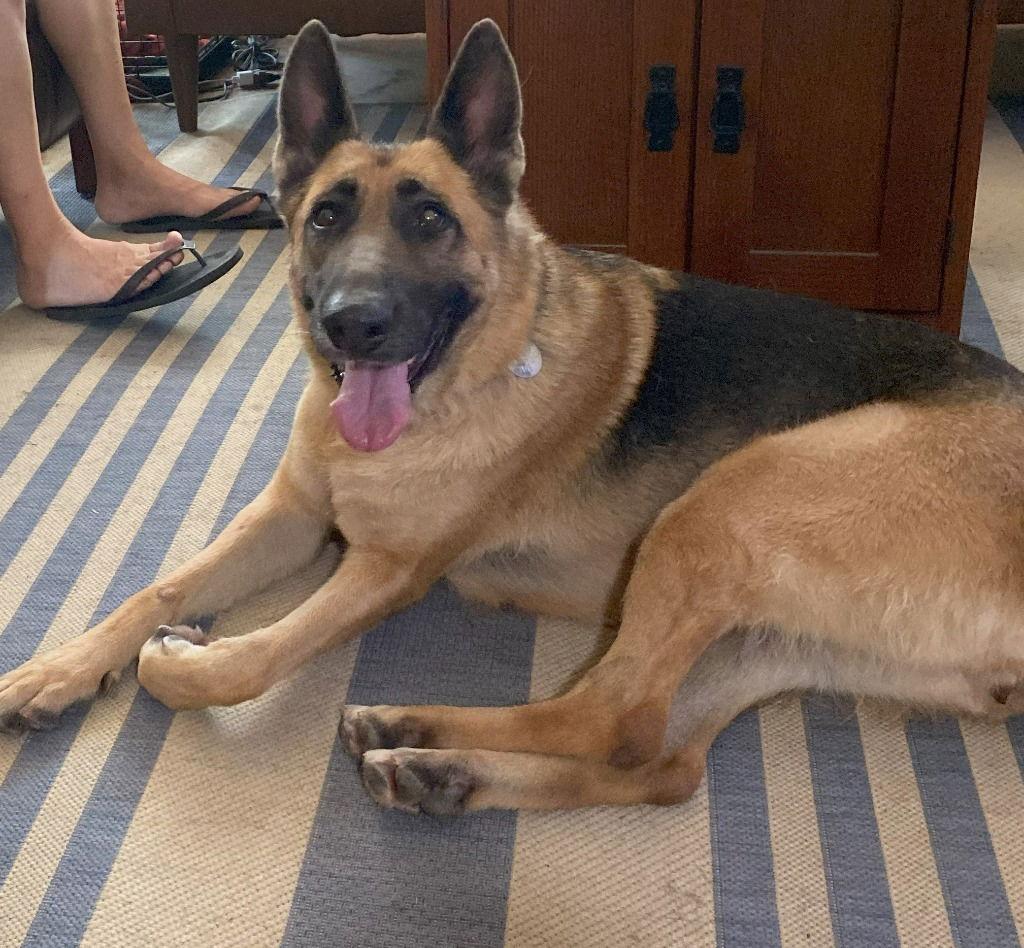 Enlarge Zoe Ann, a Adoptable German Shepherd Dog in Modesto, CA image 1/1