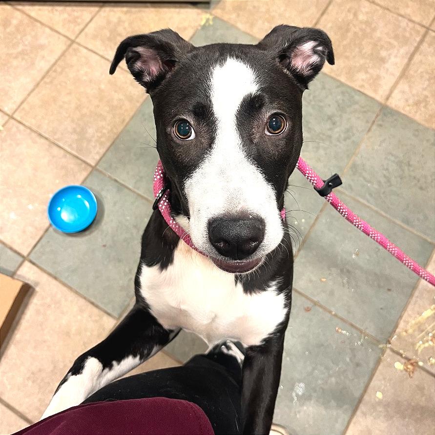 Enlarge Mallory, a Adoptable Mixed Breed in Chattanooga, TN image 1/2