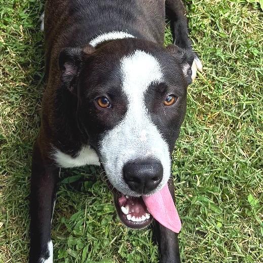 Enlarge Mallory, a Adoptable Mixed Breed in Chattanooga, TN image 2/2