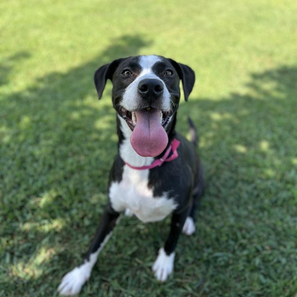 Enlarge Mallory, a Adoptable Mixed Breed in Chattanooga, TN image 3/3