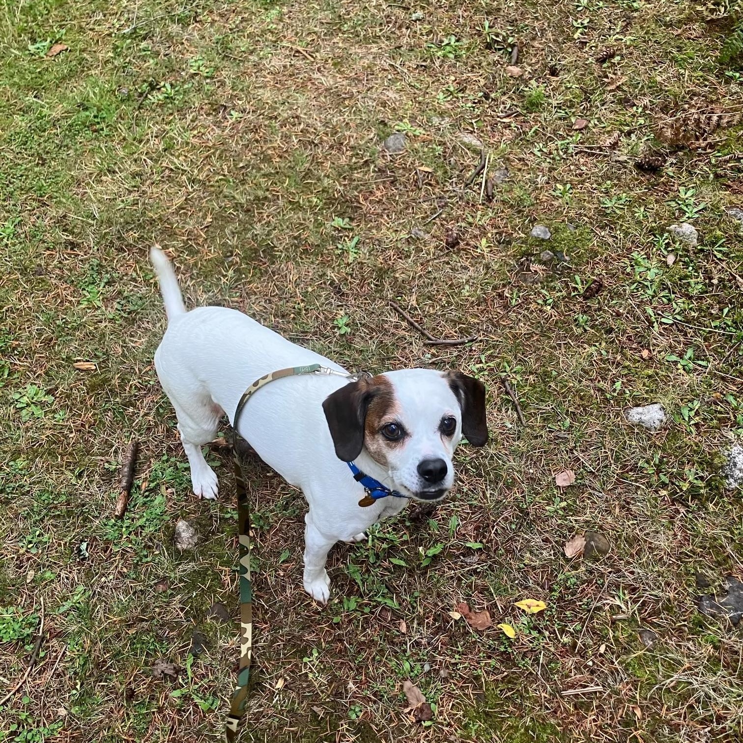 Enlarge Willie, a Adoptable mixed breed in Friday Harbor, WA image 5/6