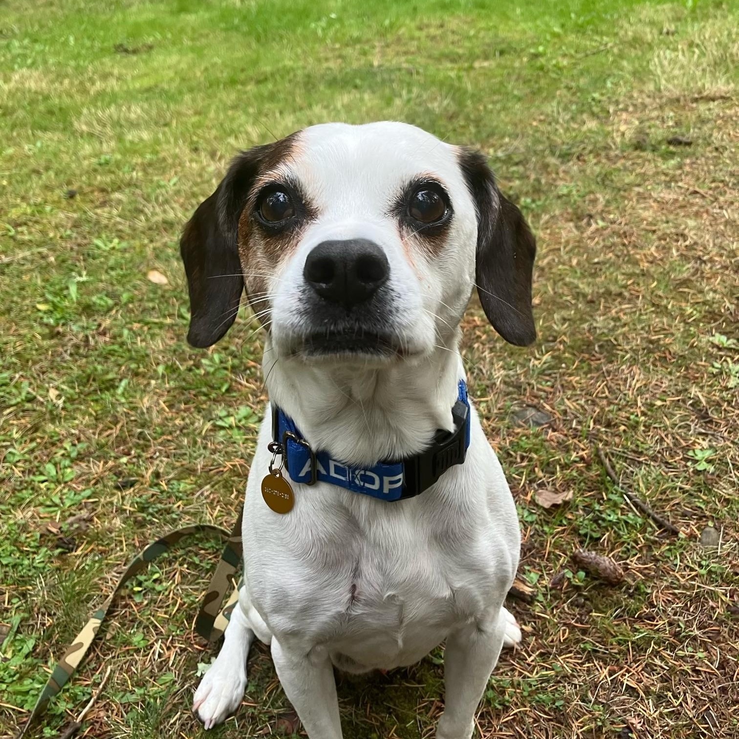 Enlarge Willie, a Adoptable mixed breed in Friday Harbor, WA image 1/6