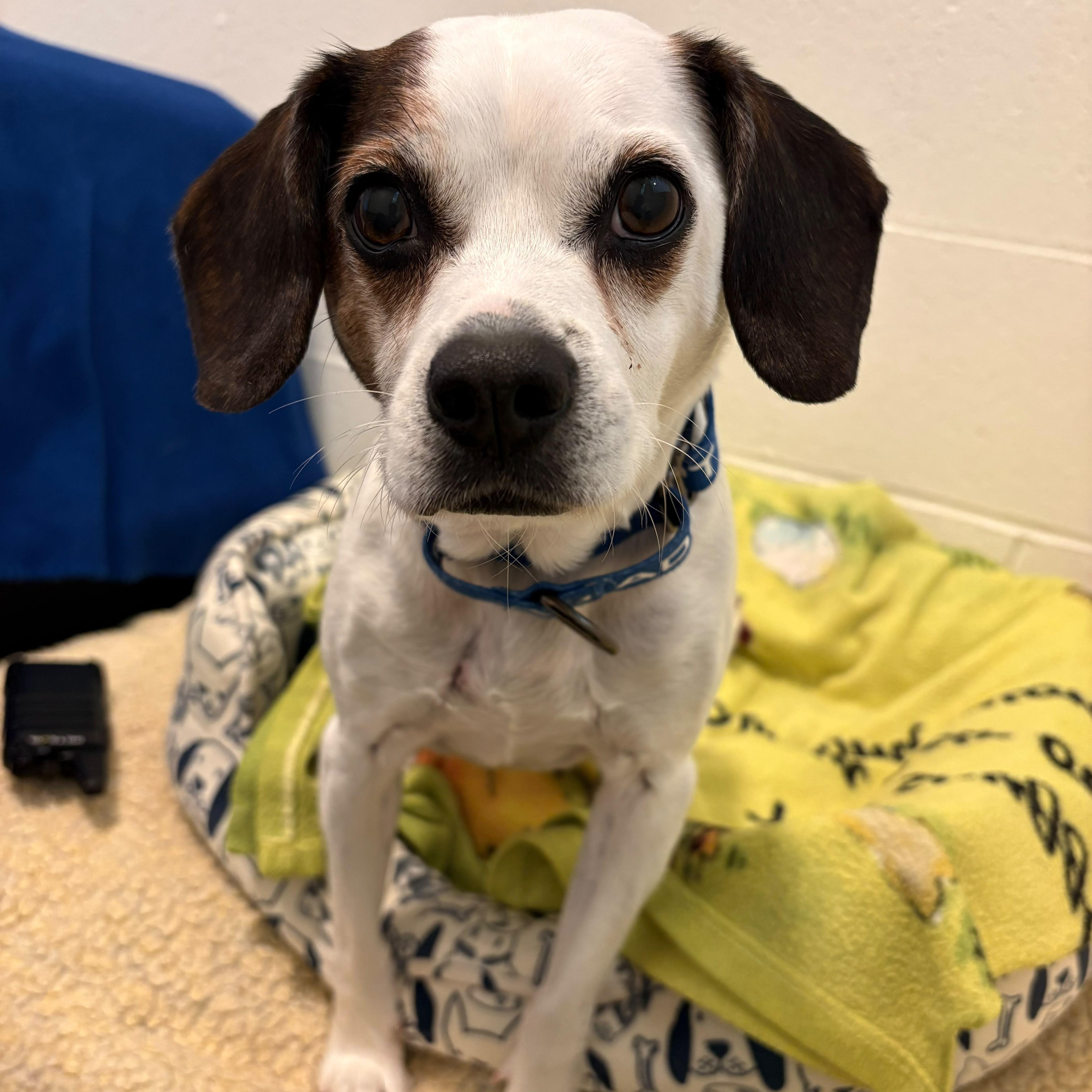Enlarge Willie, a Adoptable mixed breed in Friday Harbor, WA image 3/6