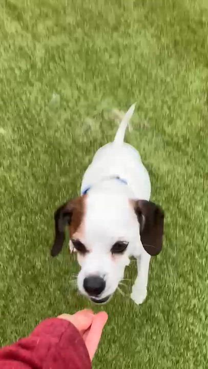 Enlarge Willie, a Adoptable mixed breed in Friday Harbor, WA video 2/6
