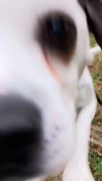 Enlarge Willie, a Adoptable mixed breed in Friday Harbor, WA video 6/6