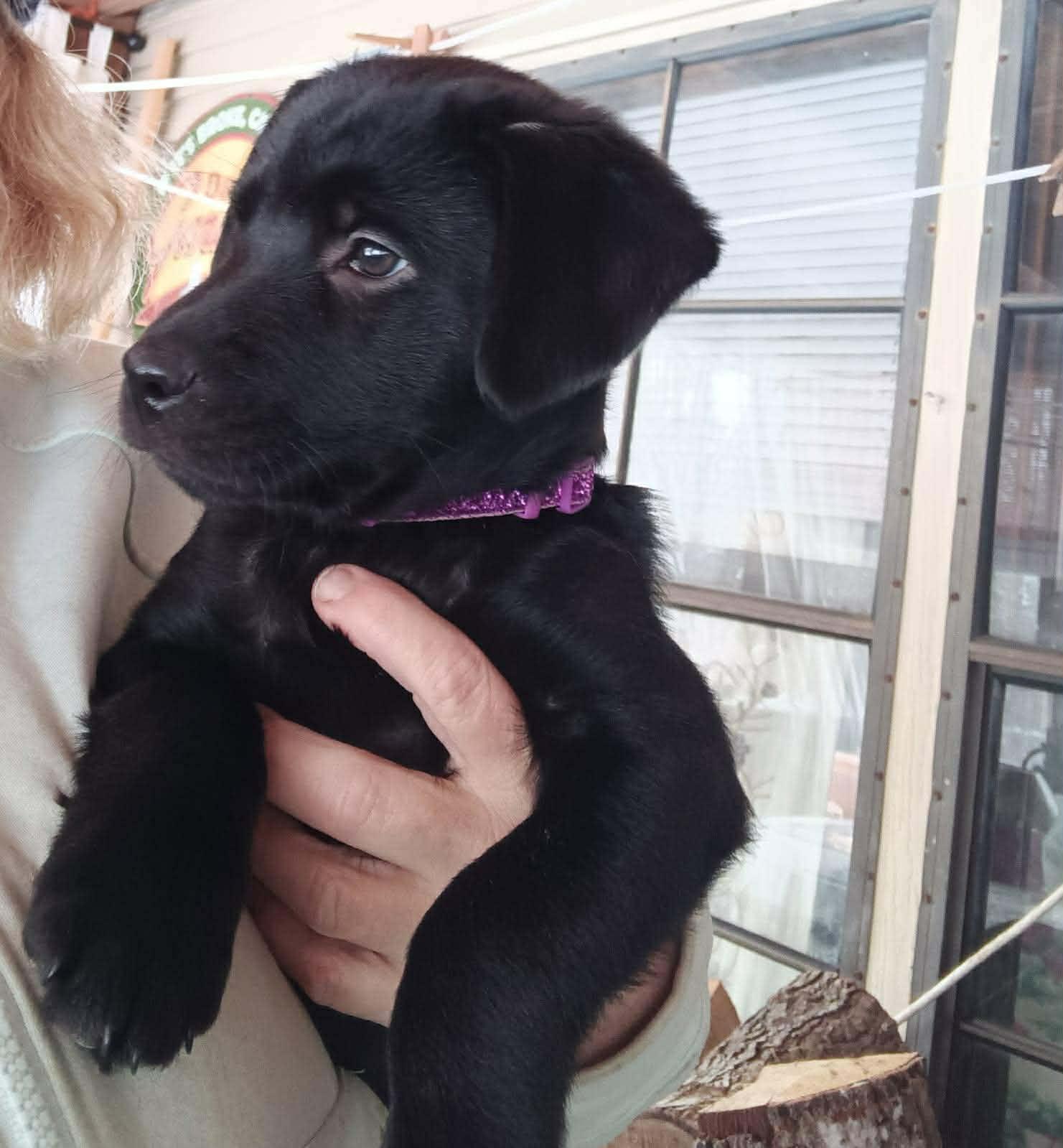 Tito, Adopted, Young Female Labrador Retriever & Australian Shepherd.