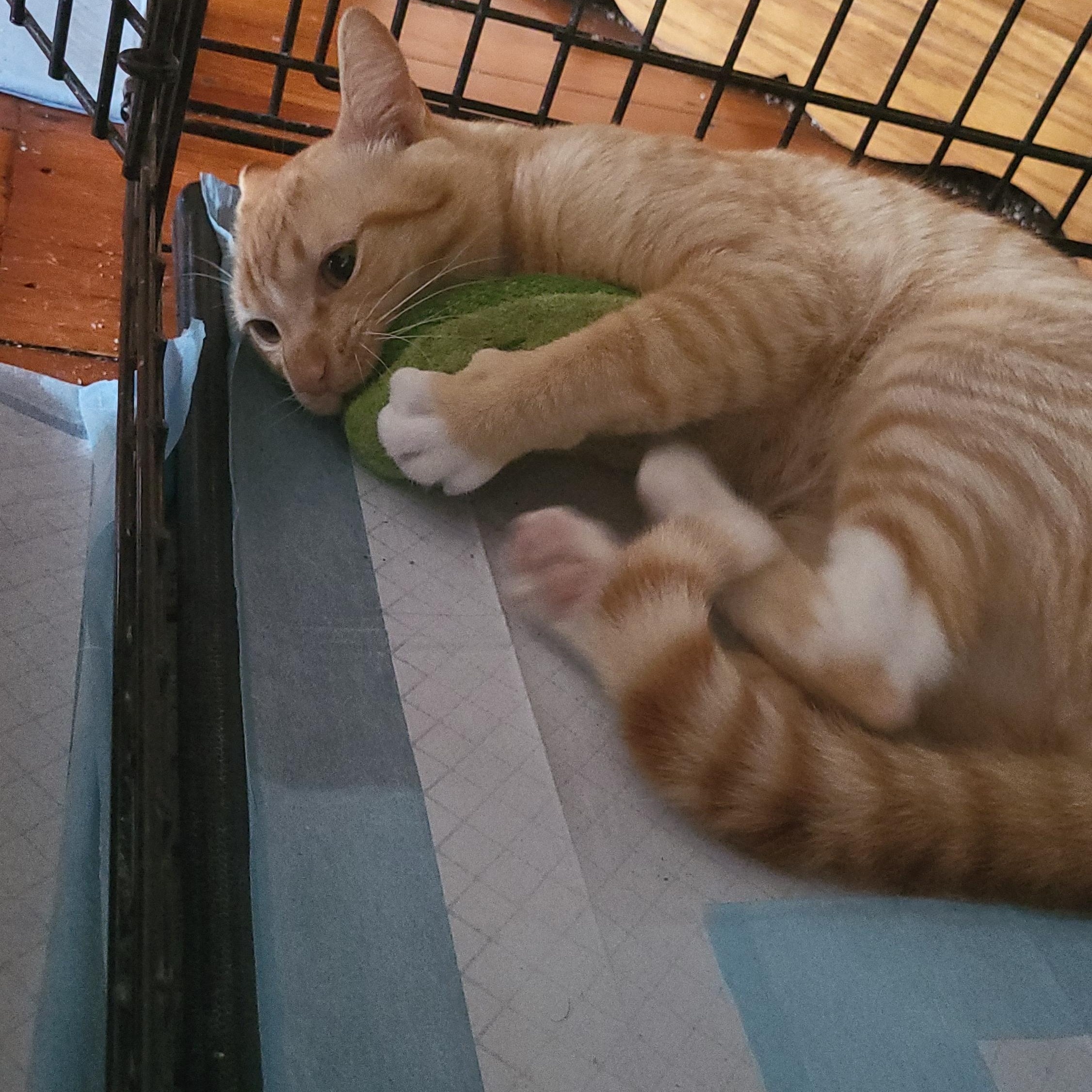 Milo , ADOPTABLE, Young Male Domestic Short Hair.