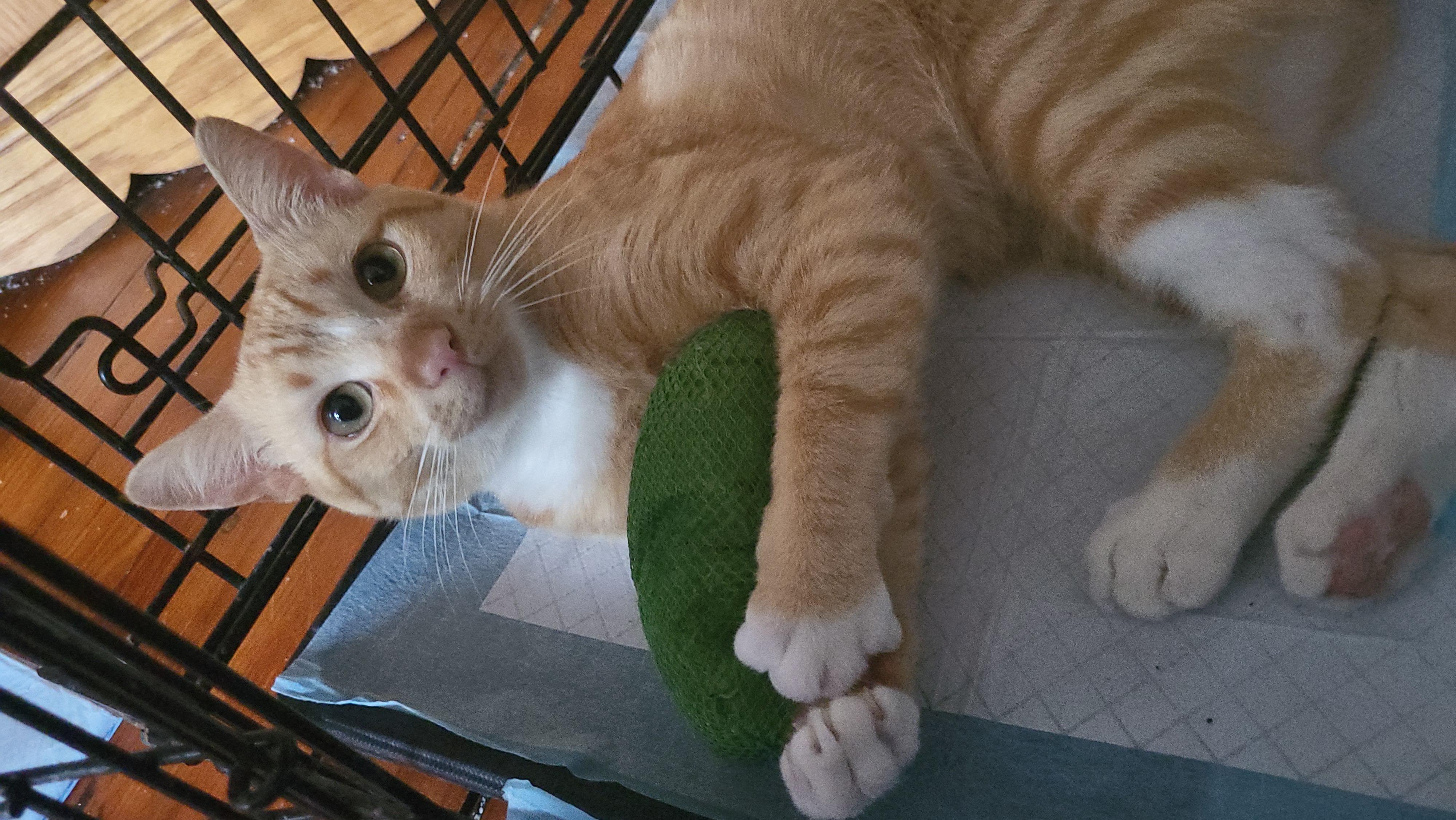 Milo , an adopted Domestic Short Hair in Enfield, CT image 3/5