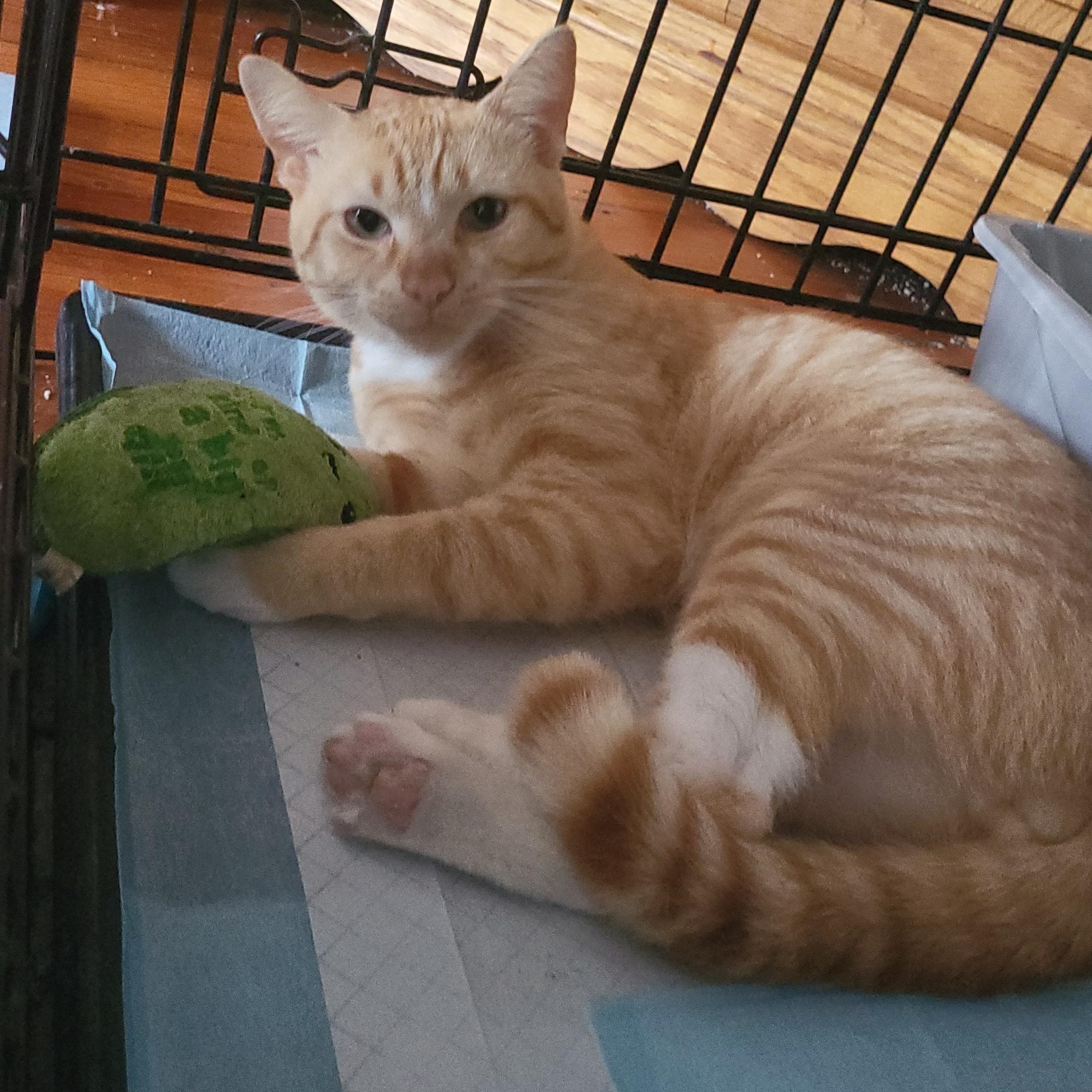 Milo , an adopted Domestic Short Hair in Enfield, CT image 4/5