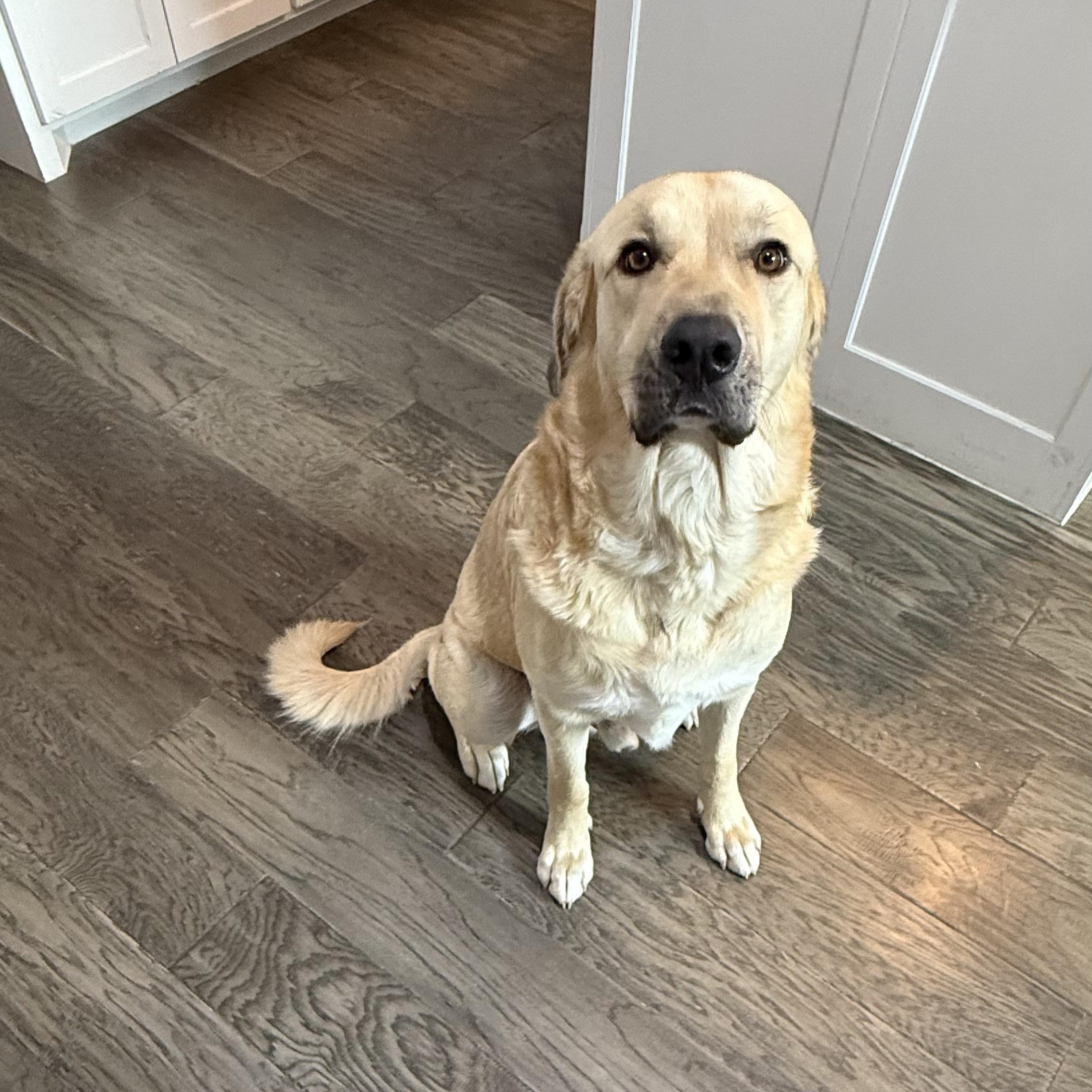 Koda, Young Male Great Pyrenees