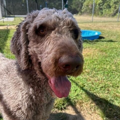 Bruce, an adoptable Goldendoodle in Cape May Court House, NJ, 08210 | Photo Image 2