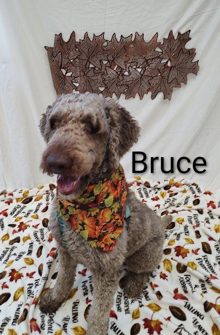 Bruce, an adoptable Goldendoodle in Cape May Court House, NJ, 08210 | Photo Image 1
