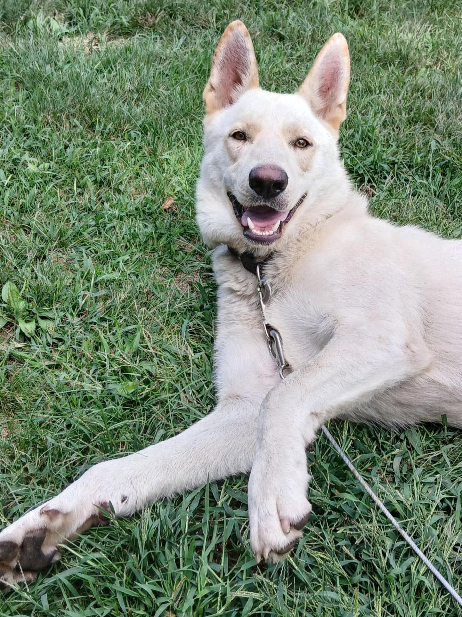 Odie, Adoptable, Young Male Shepherd & German Shepherd Dog.