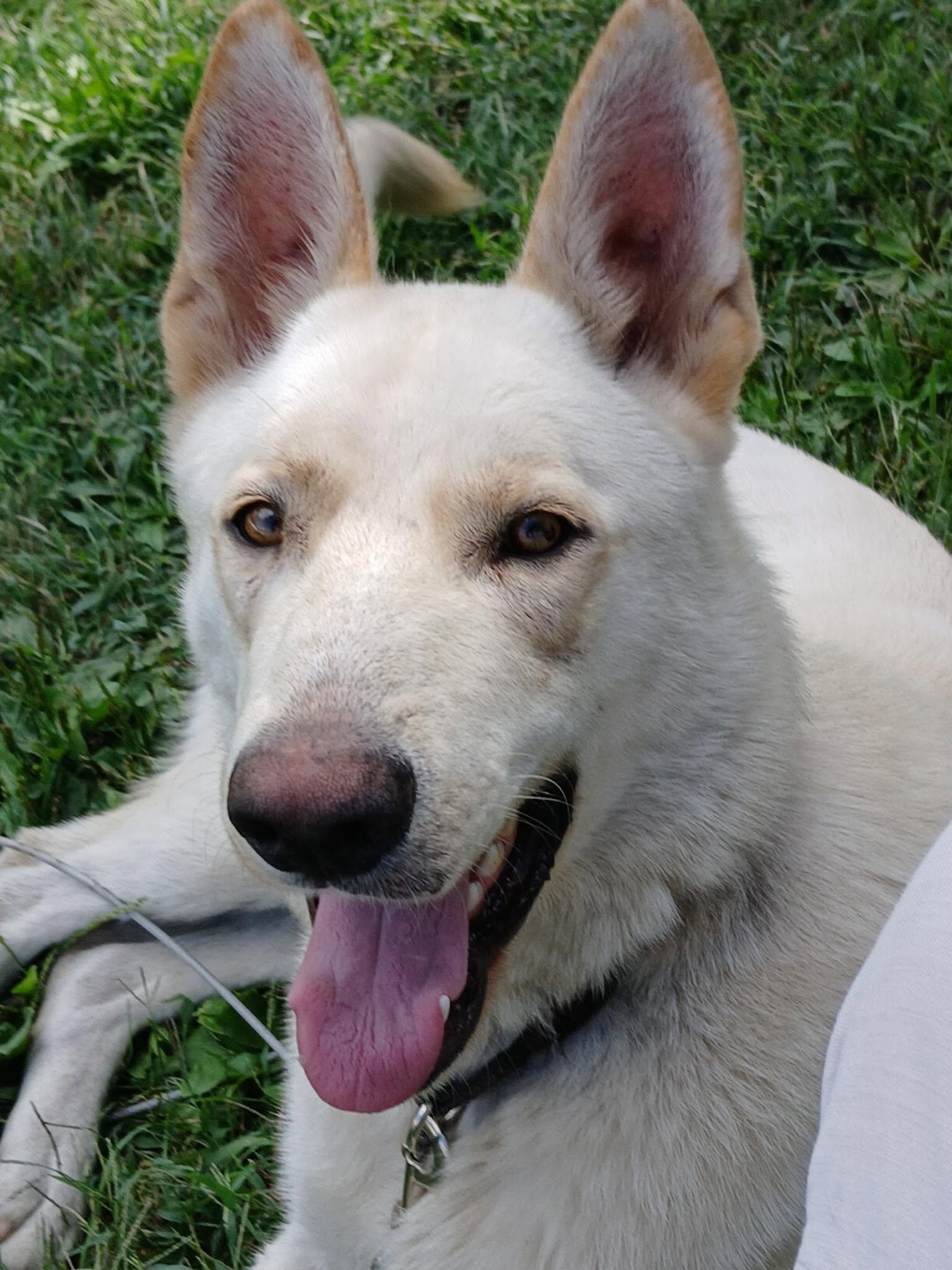 Enlarge Odie, a Adoptable mixed breed in Little Chute, WI image 2/3