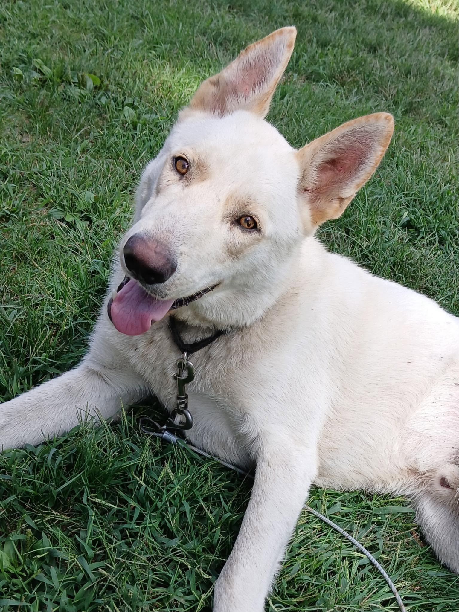 Enlarge Odie, a Adoptable mixed breed in Little Chute, WI image 3/3